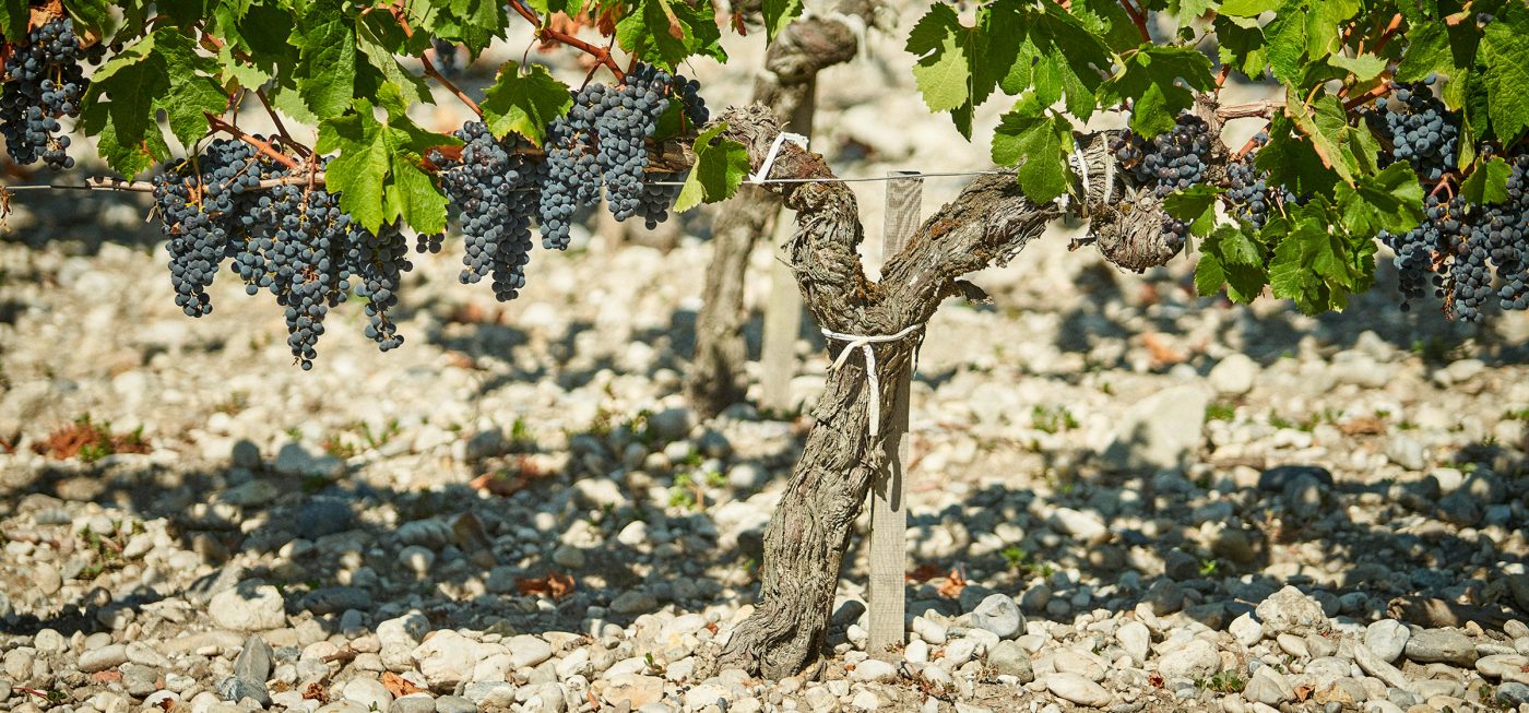 Vineyard of Château Prieuré-Lichine, terroirs of the Margaux appellation