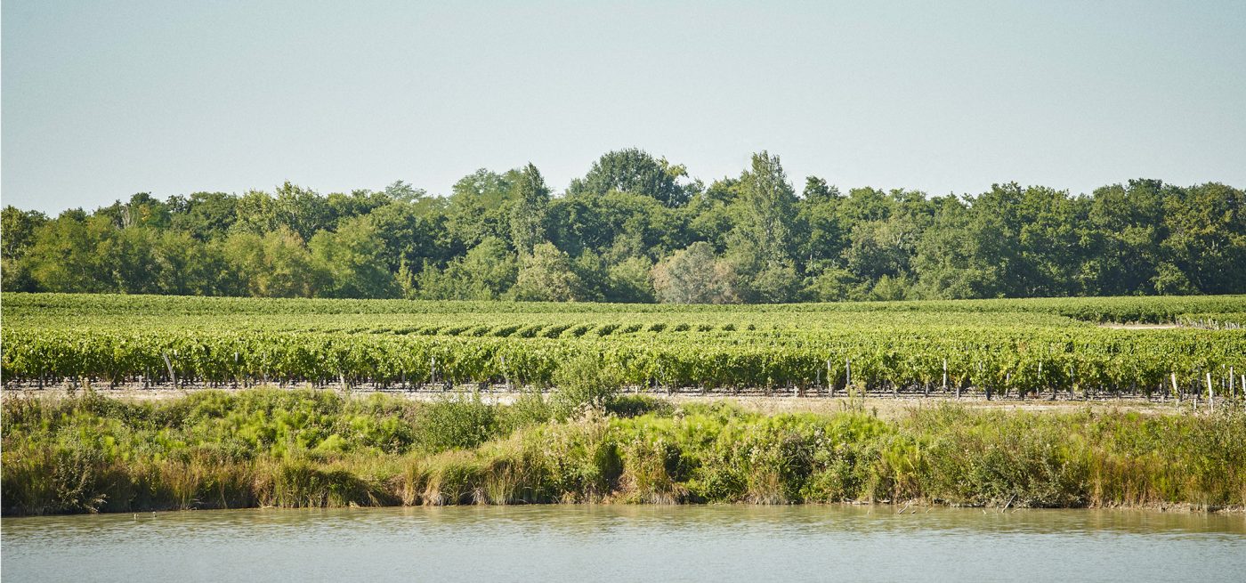 Vineyard of Château Prieuré-Lichine, terroirs of the Margaux appellation